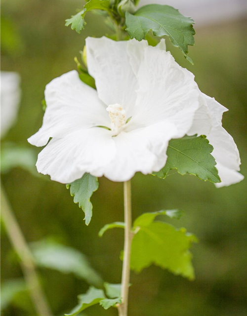 Hibiscus syriacus 'Diana'