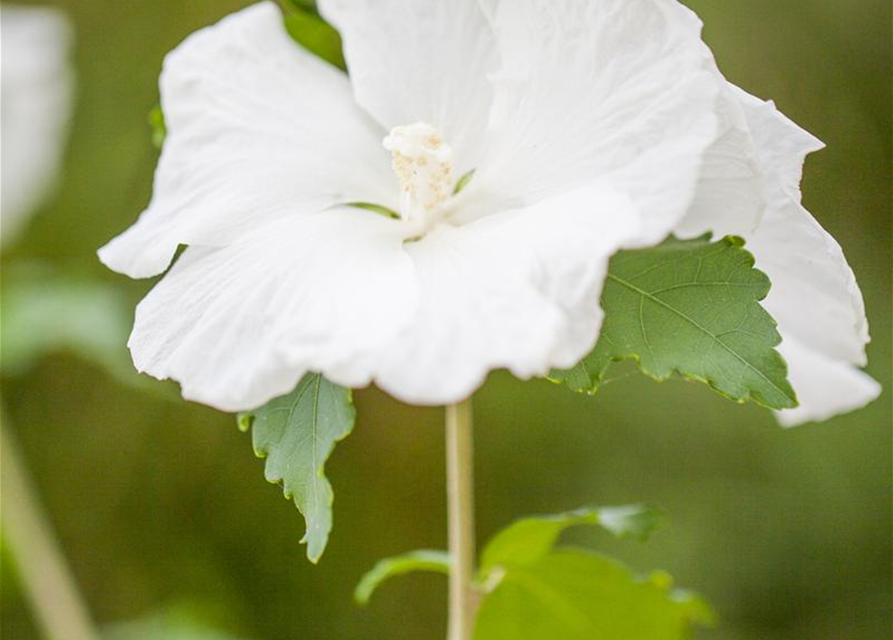 Hibiscus syriacus 'Diana'