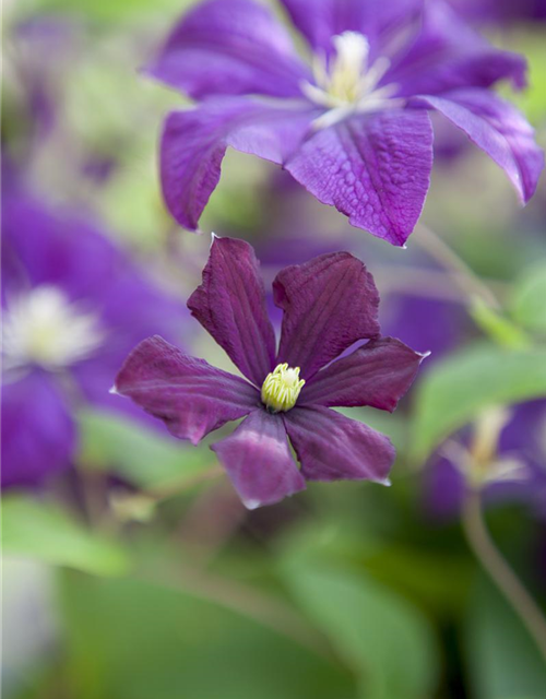 Clematis viticella 'Etoile Violette'