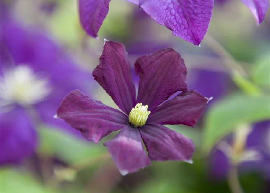 Clematis viticella 'Etoile Violette'