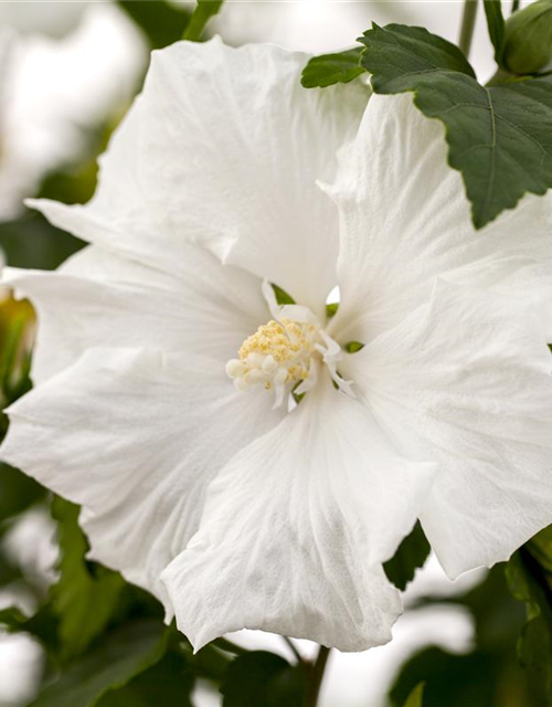 Hibiscus syriacus 'Diana'