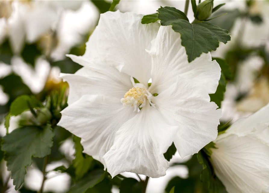 Hibiscus syriacus 'Diana'