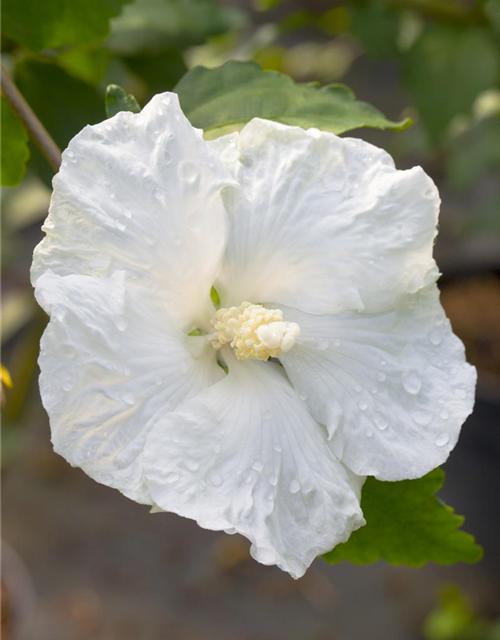 Hibiscus syriacus 'Diana'