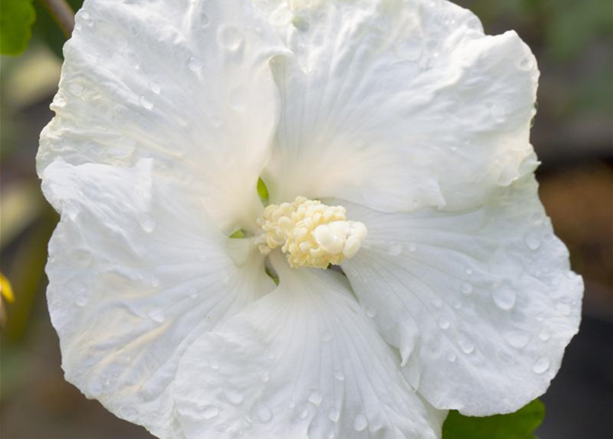 Hibiscus syriacus 'Diana'