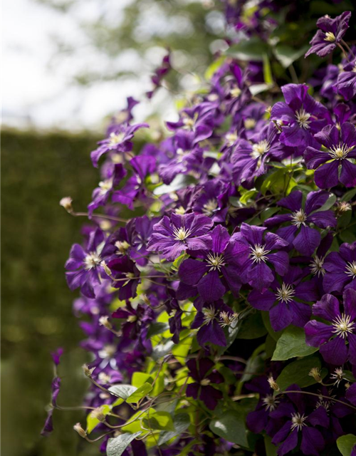 Clematis viticella 'Etoile Violette'