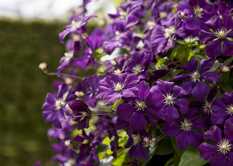 Clematis viticella 'Etoile Violette'