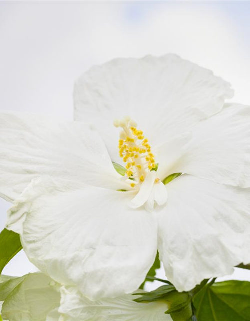 Hibiscus syriacus 'Diana'