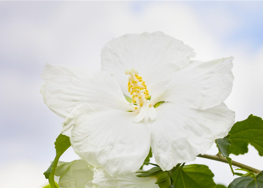 Hibiscus syriacus 'Diana'