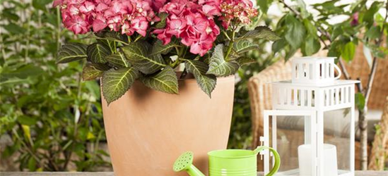 Hydrangea macrophylla 'Black Diamonds'®