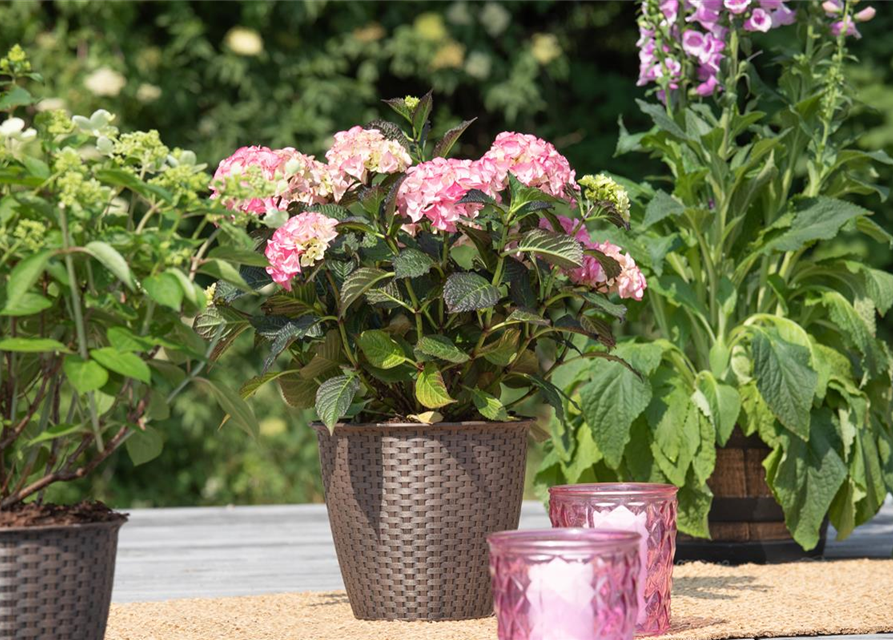 Hydrangea macrophylla 'Black Diamonds'®