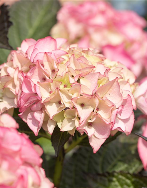 Hydrangea macrophylla 'Black Diamonds'®