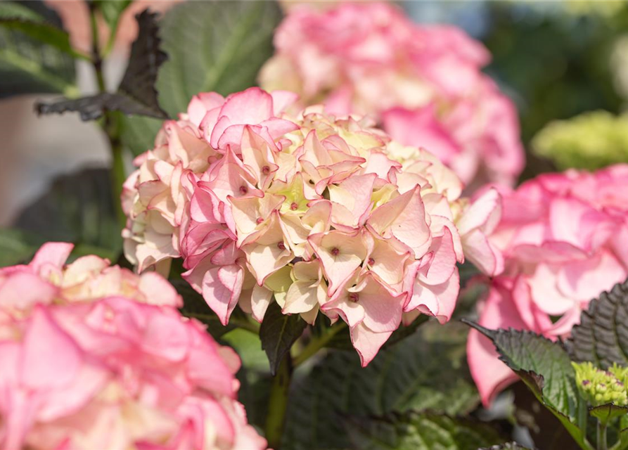 Hydrangea macrophylla 'Black Diamonds'®