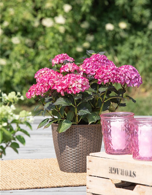 Hydrangea macrophylla 'Black Diamonds'®