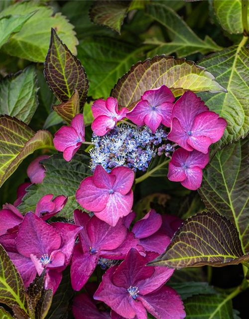 Hydrangea macrophylla 'Black Diamonds'®