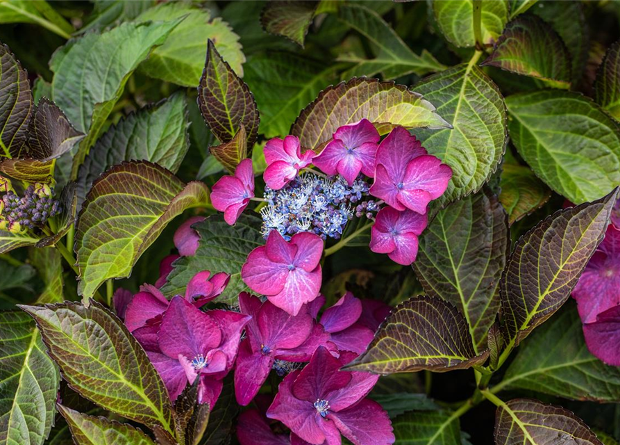 Hydrangea macrophylla 'Black Diamonds'®