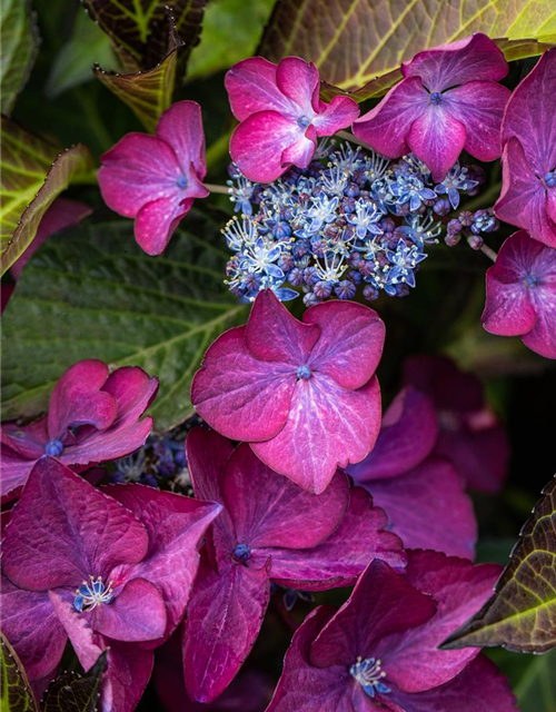 Hydrangea macrophylla 'Black Diamonds'®