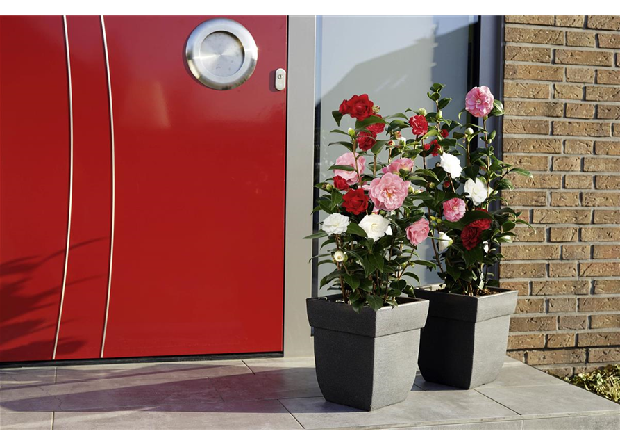 Camellia japonica 'Three Sisters'®