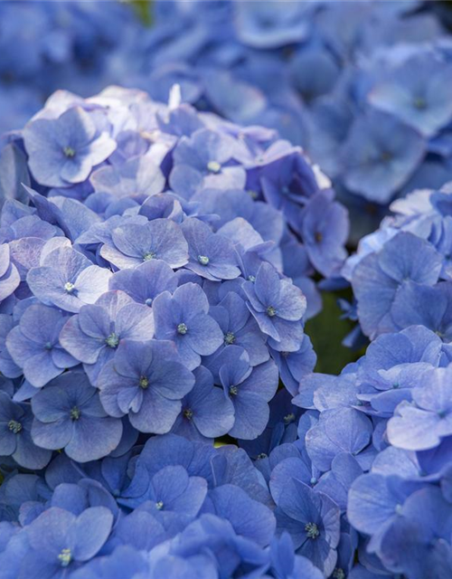 Hydrangea macrophylla 'Music-Collection'® 'Blue Ballad'®