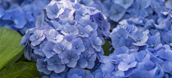 Hydrangea macrophylla 'Music-Collection'® 'Blue Ballad'®