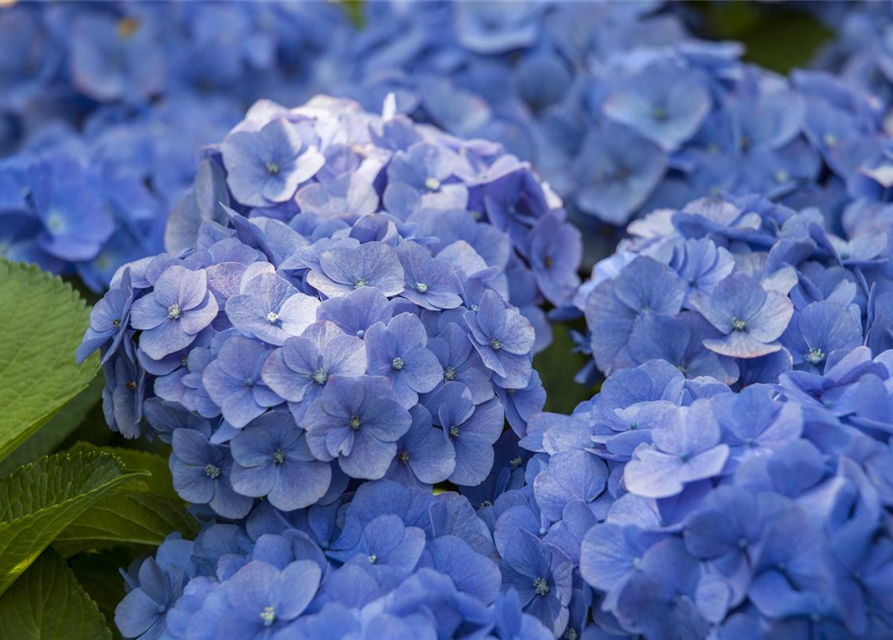 Hydrangea macrophylla 'Music-Collection'® 'Blue Ballad'®