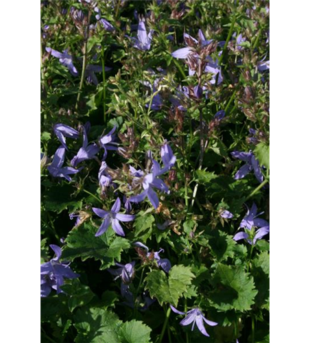 Campanula poscharskyana 'Blauranke'