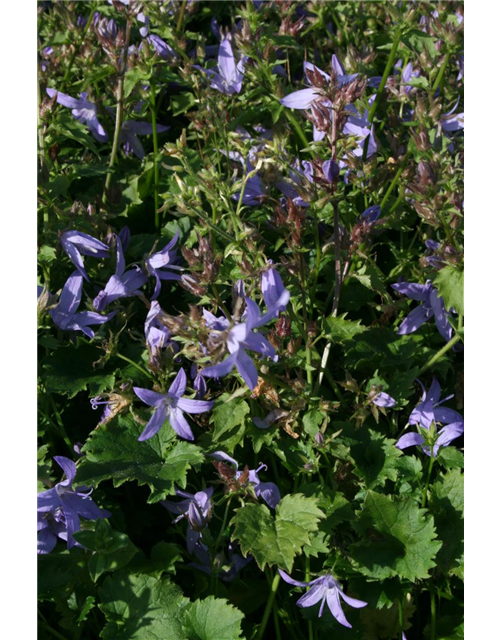 Campanula poscharskyana 'Blauranke'