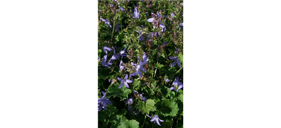 Campanula poscharskyana 'Blauranke'