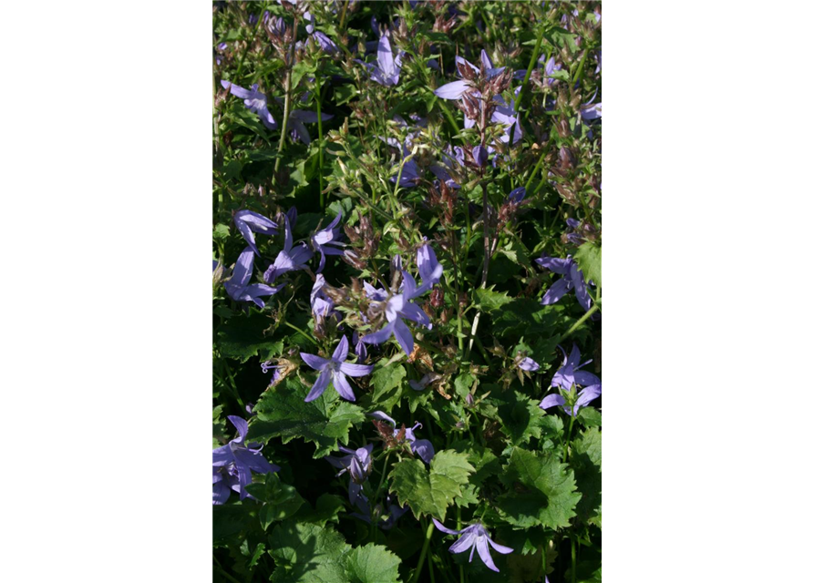 Campanula poscharskyana 'Blauranke'