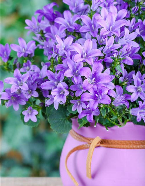 Campanula poscharskyana 'Blauranke'