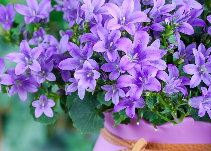 Campanula poscharskyana 'Blauranke'