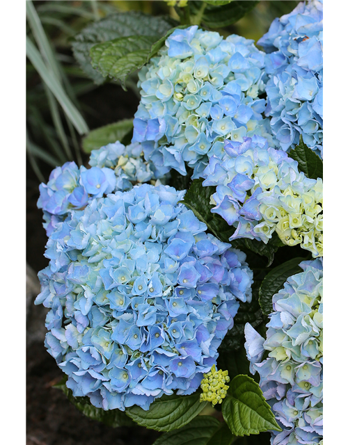 Hydrangea macrophylla 'Blue Ballad'®