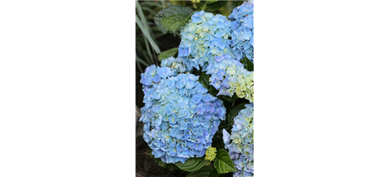 Hydrangea macrophylla 'Blue Ballad'®