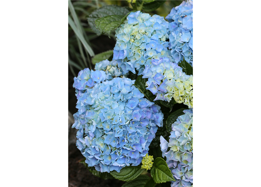 Hydrangea macrophylla 'Blue Ballad'®