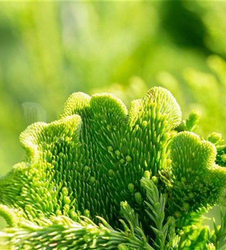 Cryptomeria japonica 'Cristata'