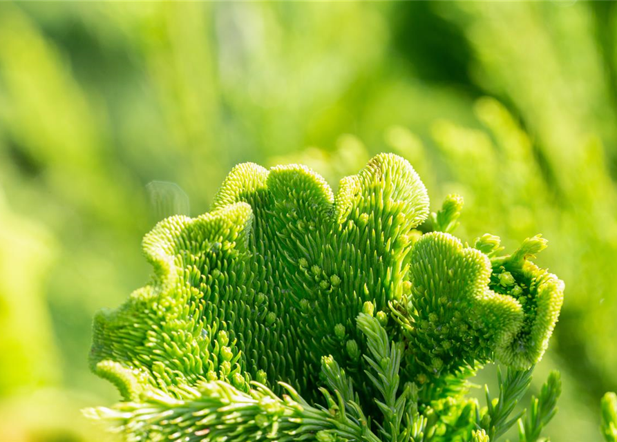 Cryptomeria japonica 'Cristata'