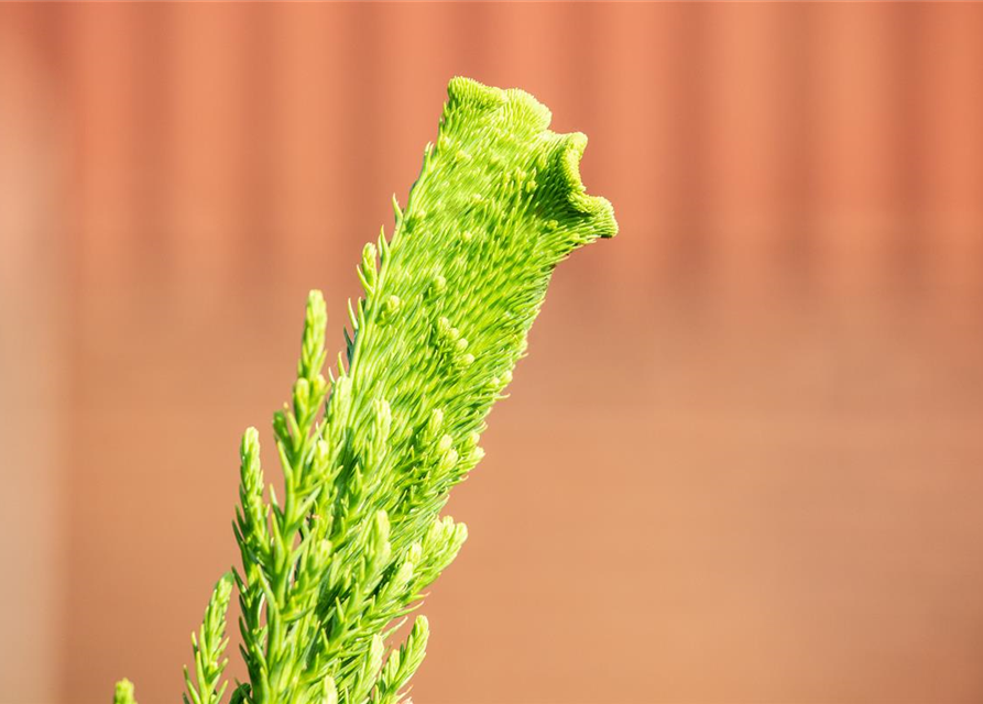 Cryptomeria japonica 'Cristata'