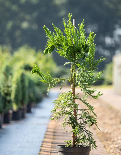 Cryptomeria japonica 'Cristata'