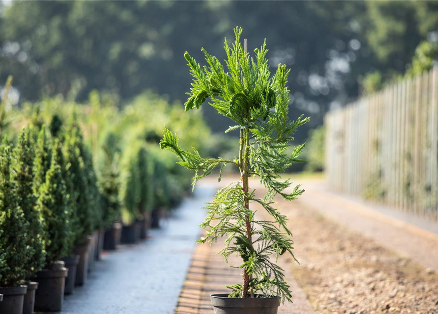 Cryptomeria japonica 'Cristata'