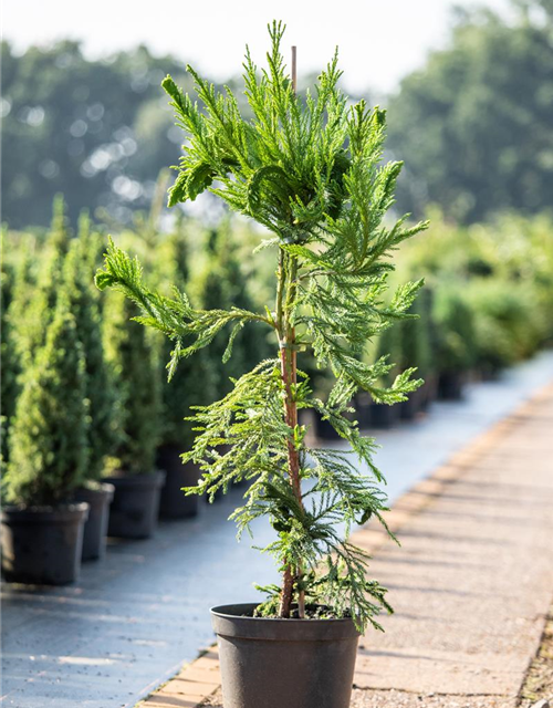 Cryptomeria japonica 'Cristata'