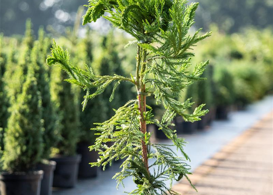 Cryptomeria japonica 'Cristata'