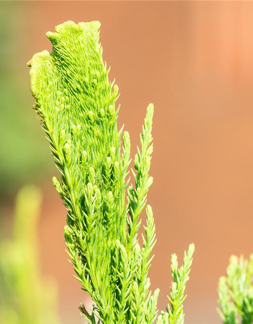 Cryptomeria japonica 'Cristata'