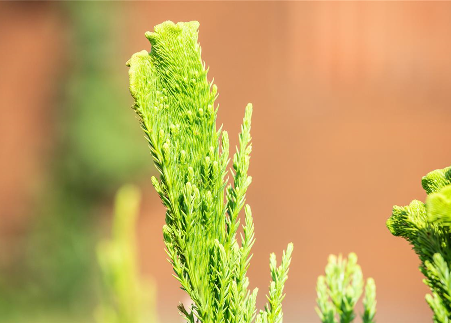 Cryptomeria japonica 'Cristata'