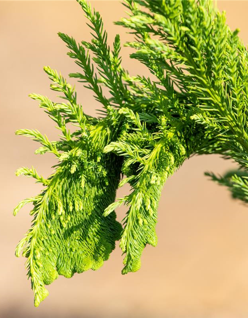 Cryptomeria japonica 'Cristata'