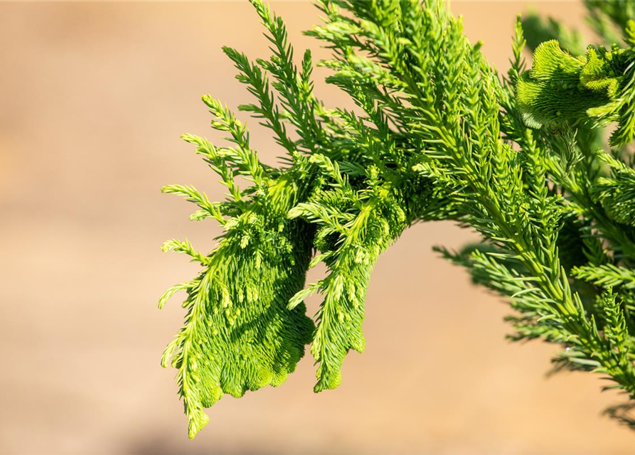 Cryptomeria japonica 'Cristata'