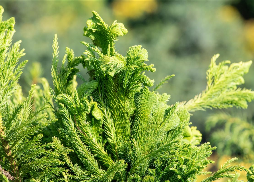 Cryptomeria japonica 'Cristata'