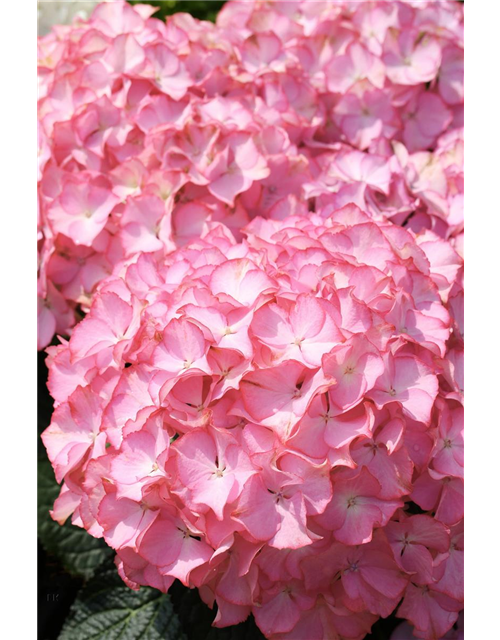 Hydrangea arborescens 'Sweet Annabelle'®