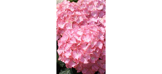 Hydrangea arborescens 'Sweet Annabelle'®