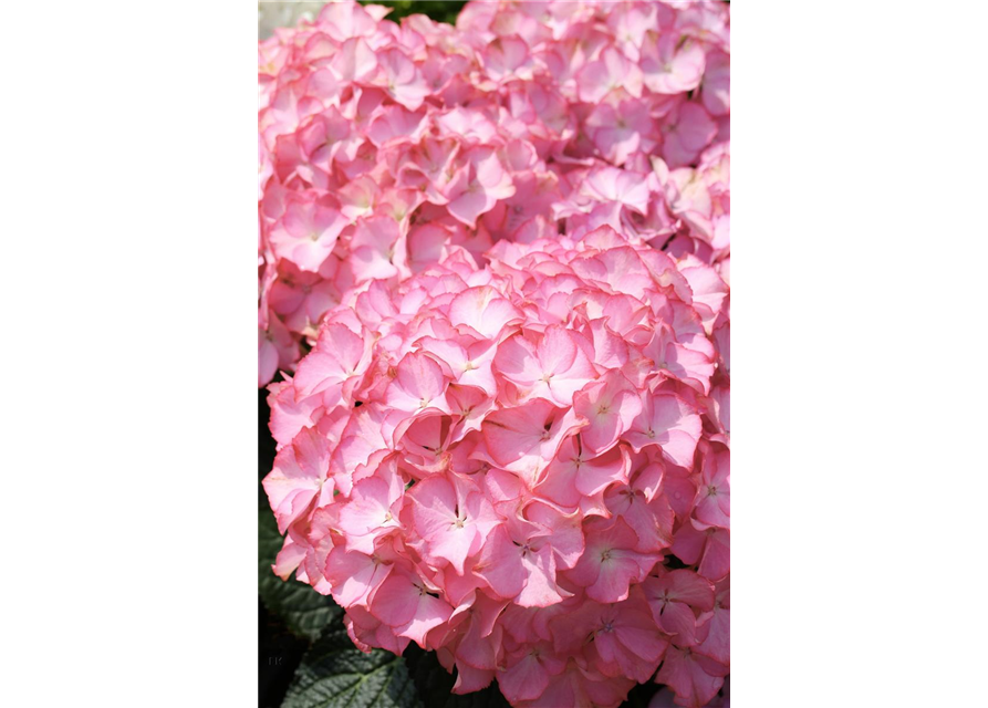 Hydrangea arborescens 'Sweet Annabelle'®