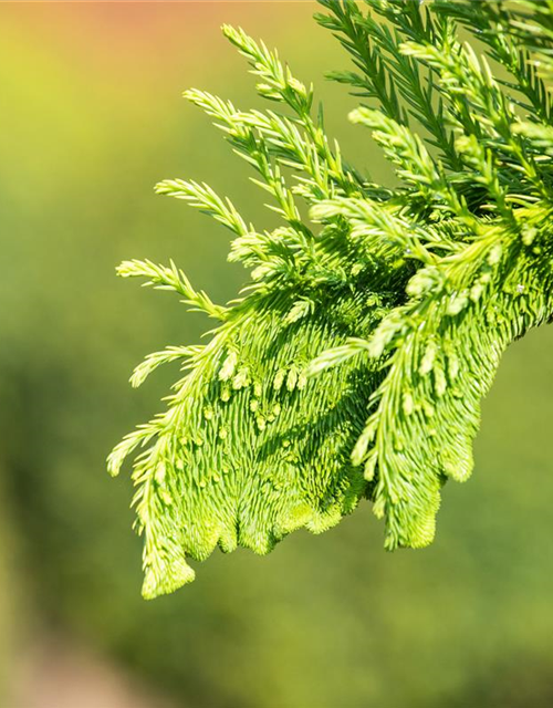 Cryptomeria japonica 'Cristata'