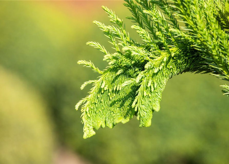 Cryptomeria japonica 'Cristata'